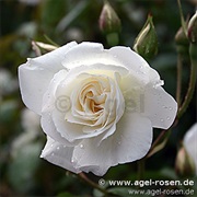Modern Garden Rose