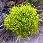 Parry&#39;s Biscuitroot (Lomatium Parryi)