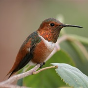 Allen&#39;s Hummingbird