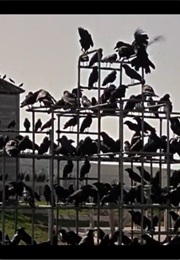 Birds on a Frame- The Birds (1963)