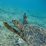 Dive With Sea Turtles