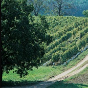 Moravian Wine Trail