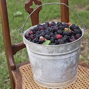 Gone Berry-Picking