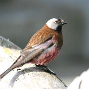 Gray-Crowned Rosy Finch