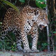 Pantanal Jaguar Safari, Brazil