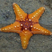 Starfish (Aka: Sea Star)