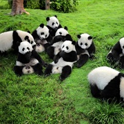 Chengdu: See the Pandas
