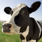 Milk a Cow