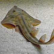Shovelnose Guitarfish (Aka: Shovelnose Shark, Pointed-Nosed Guitarfish)