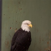 Lady Baltimore, Rescued Bald Eagle