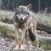 Timber Wolf/Gray Wolf