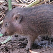 Pygmy Hog