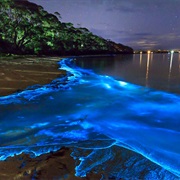 Bioluminescent Bay, Puerto Rica