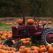Go Pumpkin Picking!