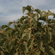 Wolf Apple (Solanum Lycocarpum)