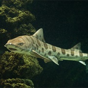 Leopard Shark (Aka: Cat Shark)