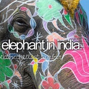 Ride an Elephant in India