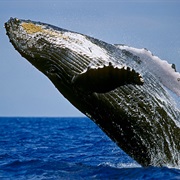 Humpback Whale National Marine Sanctuary