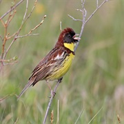 Yellow-Breasted Bunting