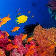 Rainbow Reef Fiji