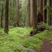Unity Forest State Scenic Corridor, Oregon