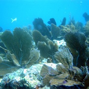 John Pennekamp Coral Reef State Park, Florida