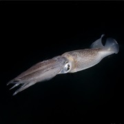 Common Squid