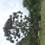 Tree Araucária