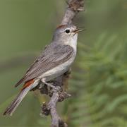 Lucy&#39;s Warbler