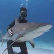 Dive With Sharks