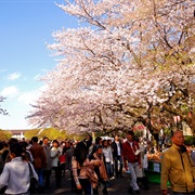 Attend a Cherry Blossom Festival in Japan