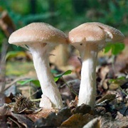 Hunt for Wild Mushrooms