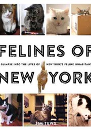 Felines of New York: A Glimpse Into the Lives of New York&#39;s Feline Inhabitants (Jim Tews)