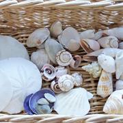 Collecting Shells and Stones