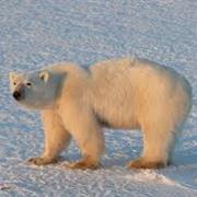 Polar Bear Safari, Churchill, MB