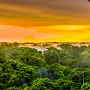 Discover The Amazon Rainforest and River