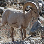 Desert (Nelson) Bighorn Sheep
