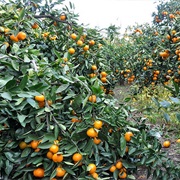 Tangerine Farm, Jeju