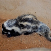 Saharan Striped Polecat