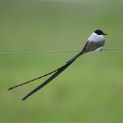 Fork-Tailed Flycatcher