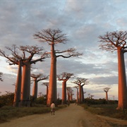 Baobab Valley