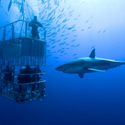 Cage Dive With Sharks, Oahu