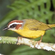 Rufous-Capped Warbler