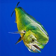 Dorado (Aka: Dolphin Fish, Mahi-Mahi)