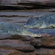 Crocodiles Thermoregulating