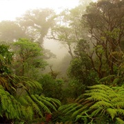 Cloud Forests of Central &amp; South America