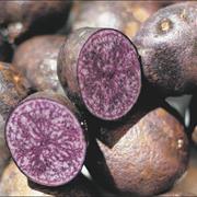 Peruvian Purple Potato