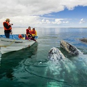 Whale Watching in Baja