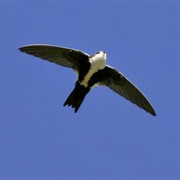 White-Throated Swift