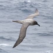 Light-Mantled Albatross